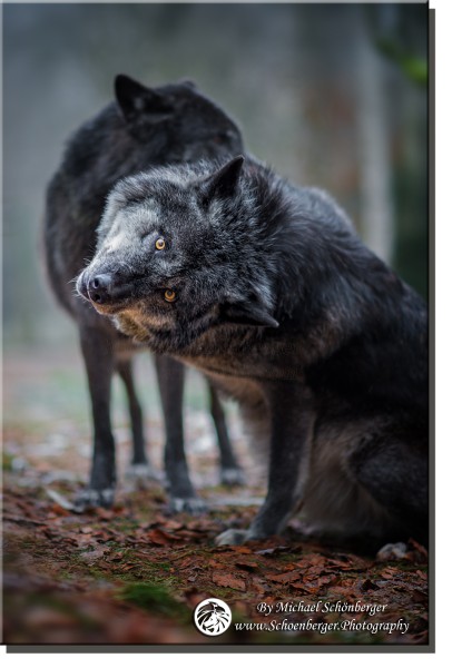 Kanadische Wölfe - Foto Wolfspark Werner Freund by Michael Schönberger - Schoenberger.Photography